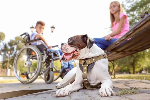 かわいい犬 障害を持つ少年 公園で彼の妹 — ストック写真