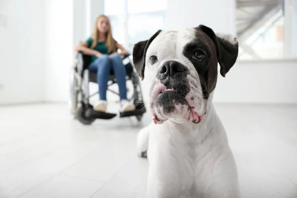 Cute Dog Its Handicapped Owner Home — Stock Photo, Image