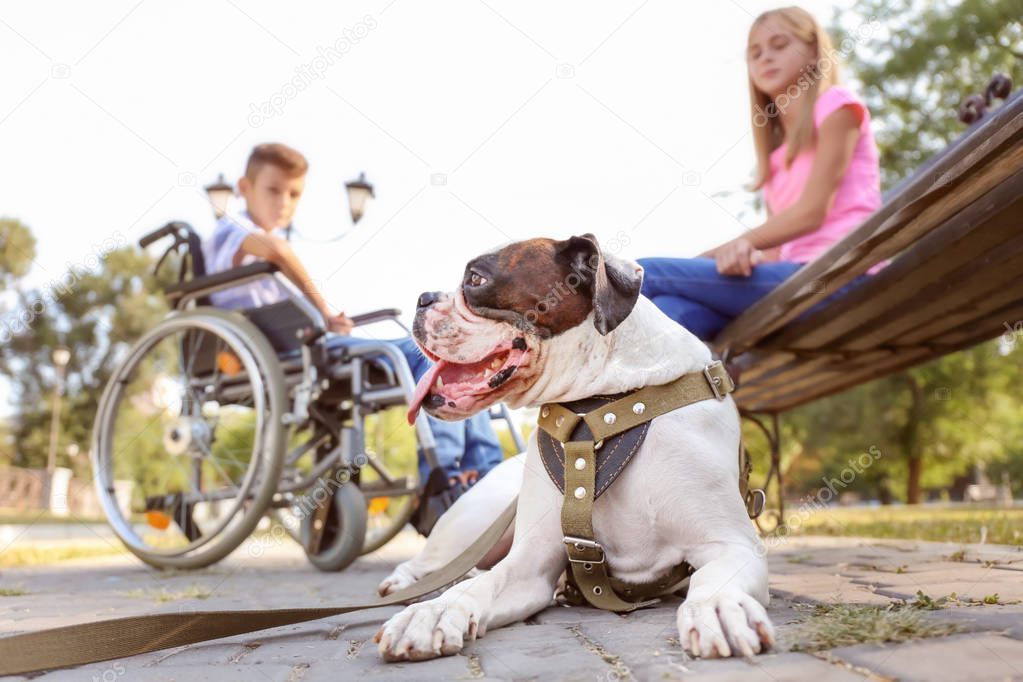 Cute dog, handicapped boy and his sister in park