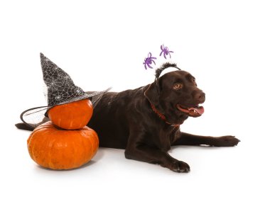 Sevimli köpek ve Halloween pumpkins beyaz arka plan üzerinde