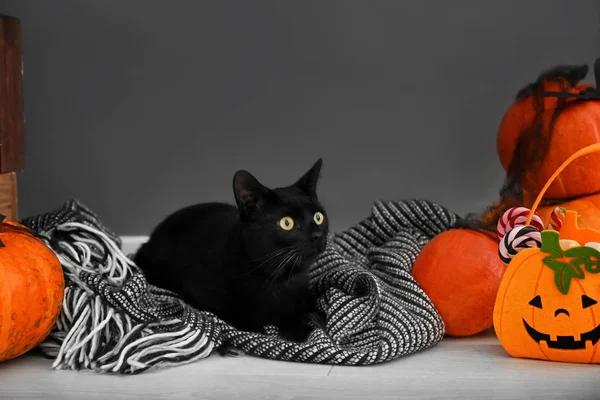 Sevimli siyah kedi ve Cadılar bayramı dekorasyonu gri duvarının yakınında