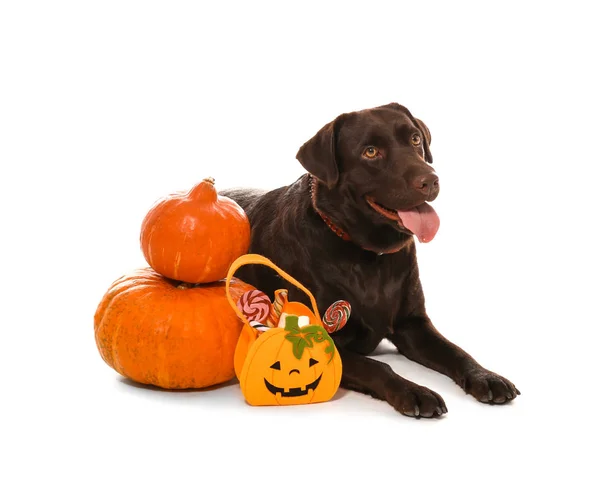 Lindo Perro Calabazas Halloween Sobre Fondo Blanco — Foto de Stock