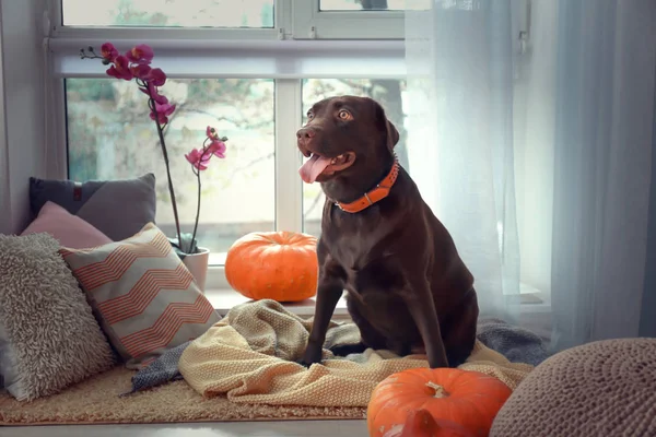 Cute Dog Window Room Halloween Decor — Stock Photo, Image