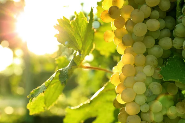 Rijpe Sappige Druiven Groeien Takken Wijngaard — Stockfoto