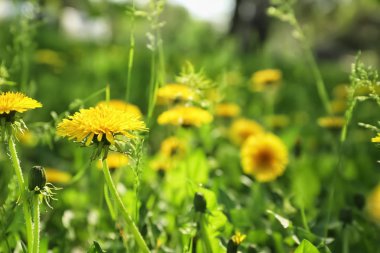 Bahar gününde güzel sarı karahindiba