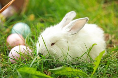 Sevimli tavşan ve Paskalya yumurtaları açık havada yeşil çimenlerin üzerinde
