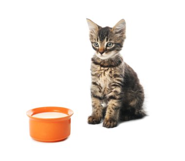 Beyaz arka plan üzerinde su kase ile sevimli kedicik