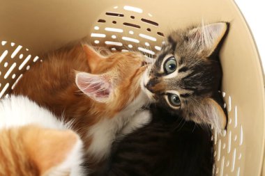 Sevimli küçük kedi yavrusu plastik sepet