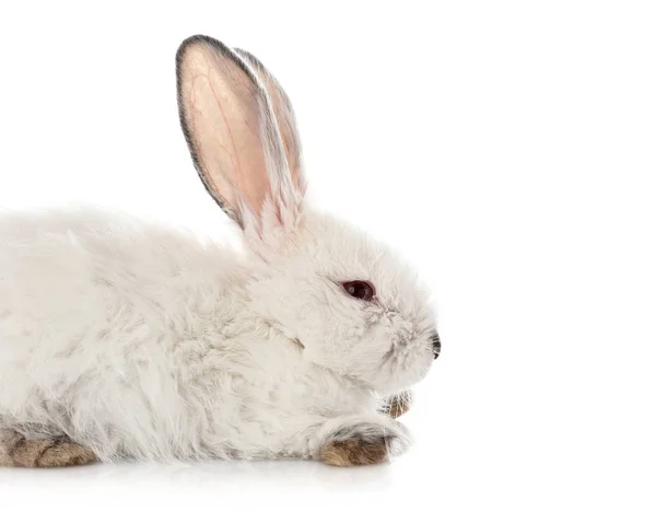 Lindo Conejo Esponjoso Sobre Fondo Blanco — Foto de Stock