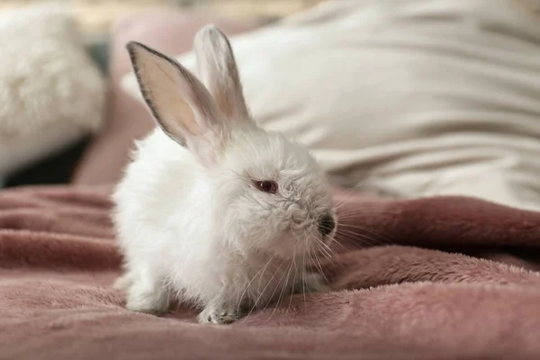 Niedliche Flauschige Kaninchen Auf Dem Bett — Stockfoto