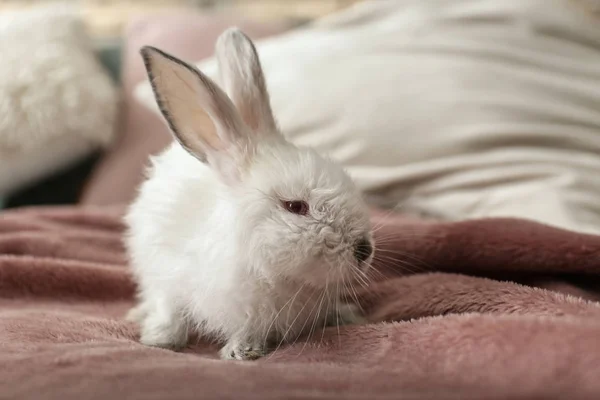 Lindo Conejo Esponjoso Cama —  Fotos de Stock