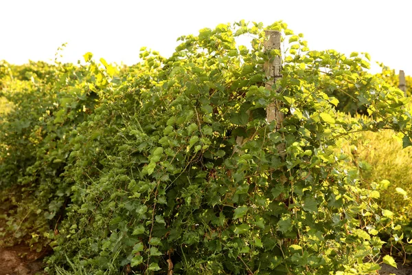 Groene Wijnstokken Groeien Wijngaard — Stockfoto