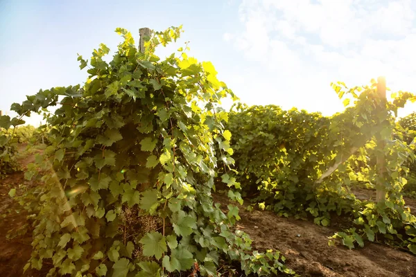 Vista Las Hileras Viñedos Con Uvas Frescas Día Soleado —  Fotos de Stock