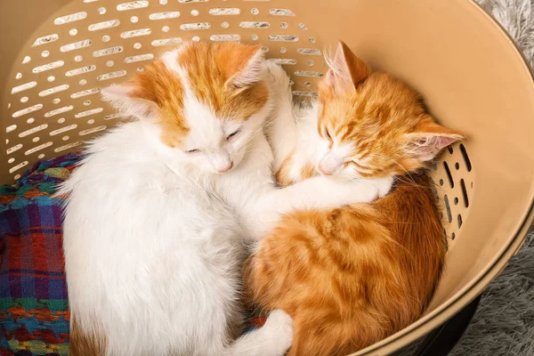 Niedliche Kleine Kätzchen Schlafen Korb — Stockfoto