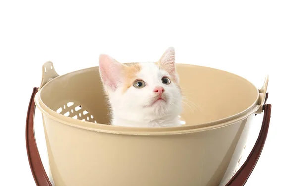 Cute Little Kitten Basket White Background — Stock Photo, Image