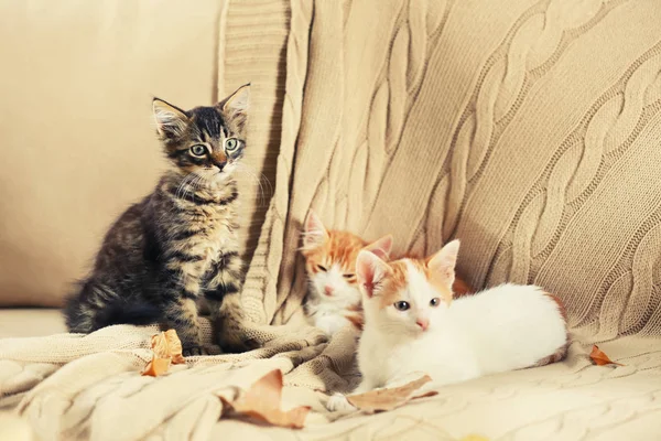 Lindos Gatitos Sofá Casa — Foto de Stock