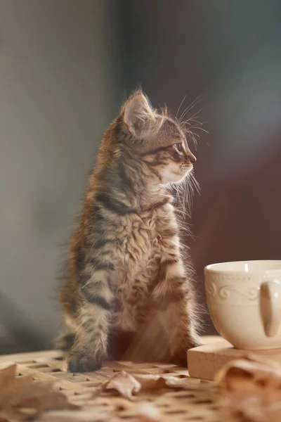 Cute Little Kitten Cup Tea Table — Stock Photo, Image
