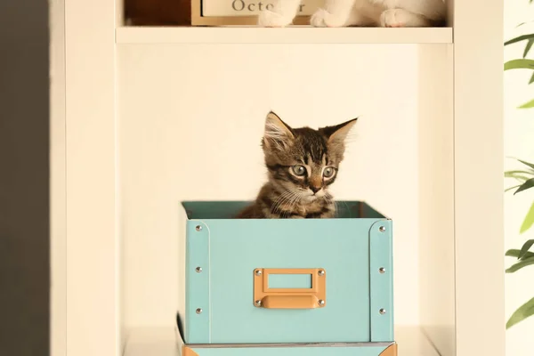 Box Cute Little Kitten Shelf — Stock Photo, Image