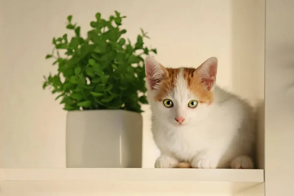 Cute Little Kitten Shelf Home — Stock Photo, Image