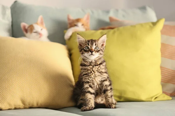 Cute Little Kittens Sofa — Stock Photo, Image