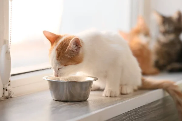 Cute Little Kitten Eating Food Bowl Window Sill — Stock Photo, Image