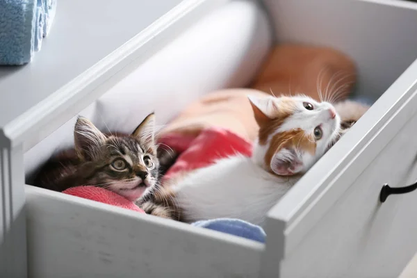 Cute Little Kittens Open Drawer Towels — Stock Photo, Image
