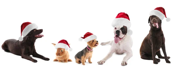 Cute Funny Zvířata Santa Klobouky Bílém Pozadí — Stock fotografie