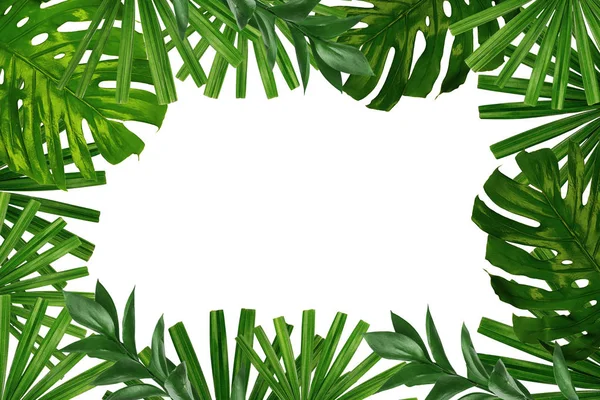 白色背景的绿色热带叶子框架 — 图库照片