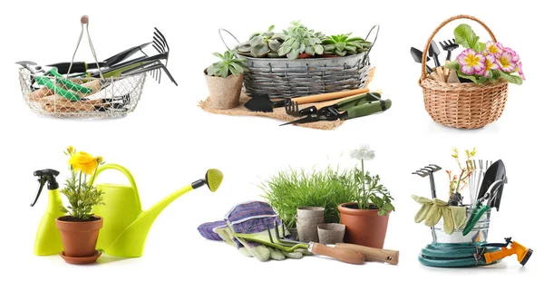 Set Attrezzi Giardinaggio Con Piante Sfondo Bianco — Foto Stock