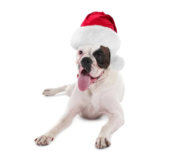 Netter Lustiger Hund Mit Weihnachtsmütze Auf Weißem Hintergrund — Stockfoto