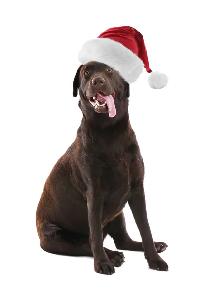 Söt Rolig Hund Santa Hatt Vit Bakgrund — Stockfoto