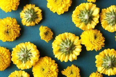 Renk arka plan üzerinde güzel çiçek açan çiçekler