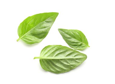 Beyaz arkaplanda taze yeşil fesleğen