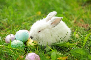Sevimli tavşan ve Paskalya yumurtaları açık havada yeşil çimenlerin üzerinde