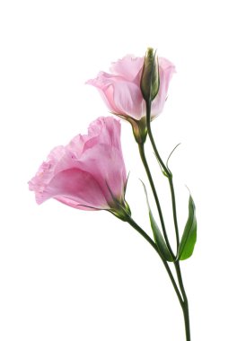 Beyaz arka plan üzerinde güzel eustoma çiçek