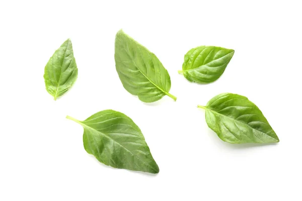 Albahaca Verde Fresca Sobre Fondo Blanco —  Fotos de Stock