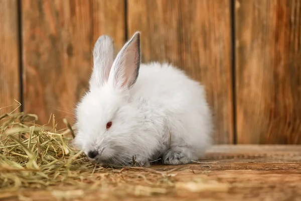 Cute Fluffy Rabbit Wooden Background — Stock Photo, Image