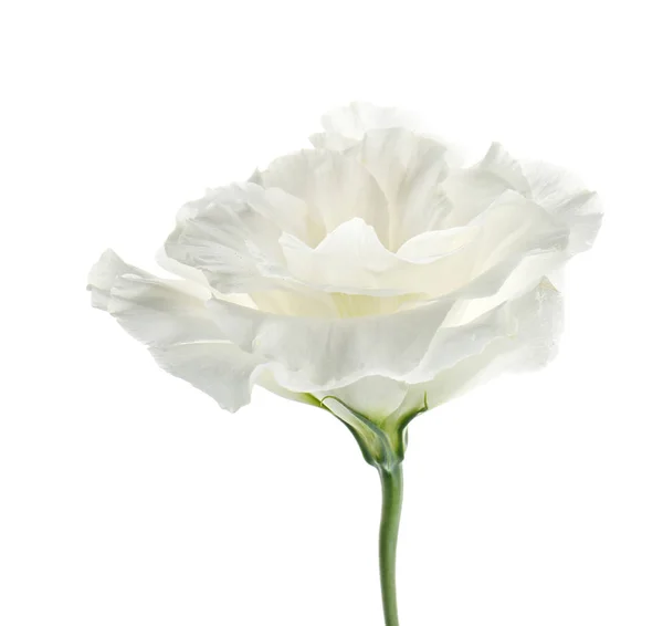 Bela Flor Eustoma Fundo Branco — Fotografia de Stock