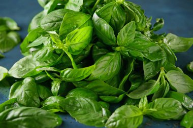 Renk tablosu üzerinde yeşil taze fesleğen