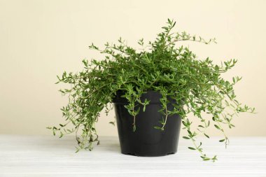 Pot ışık arka plan karşı masada taze aromatik kekik ile