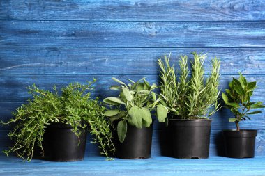 Tencere renk ahşap arka plan üzerinde taze aromatik otlar ile