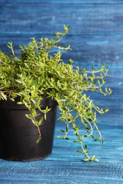 Pot renk ahşap arka plan üzerinde taze aromatik kekik ile