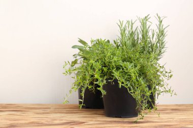 Tencere açık renkli karşı masada taze aromatik otlar ile