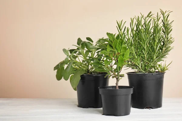 Pot Dengan Herbal Aromatik Segar Atas Meja Dengan Latar Belakang — Stok Foto