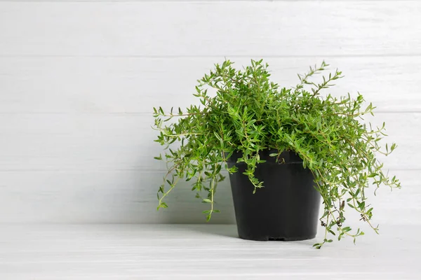 Maceta Con Tomillo Aromático Fresco Sobre Fondo Madera Blanca — Foto de Stock