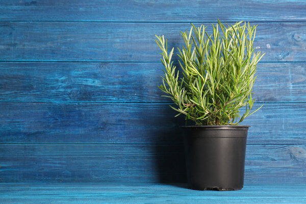 Pot with fresh aromatic rosemary on color wooden background