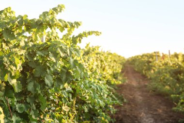 Güneşli taze üzüm ile bağ satır görünümü