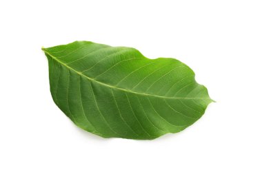 Beyaz arka plan üzerinde ceviz ağacının yaprak yeşil