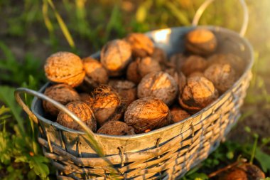 Sepet bahçesinde soyulmamış ceviz ile