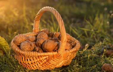 Bahçede soyulmamış ceviz ile hasır sepet